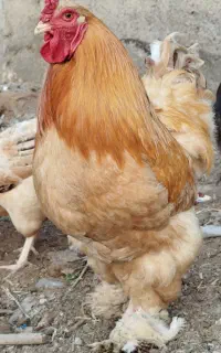 خروس برهما