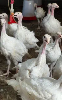 جوجه بوقلمون بیوتی ۳۵روزه- یک ماه و نیم (۳کیلو)