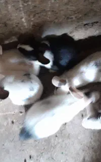 خرگوش نر و ماده