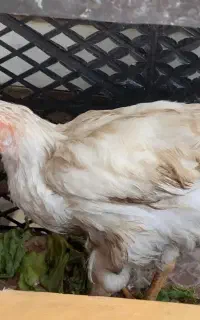 خروس