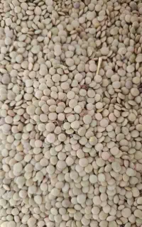 عدس درجه 1 برداشت امسال