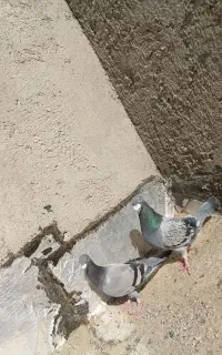 جفت نر ماده سبز مگس