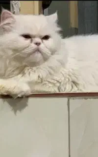 پرشین نر برای جفت