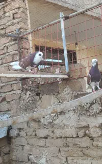 کبوترپرشی نروماده جفتی۵۰۰هزار