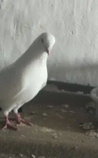 کبوتر