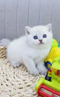 رفتاری بسیار  گربه cat نجیب و سازگار با محیط خانه