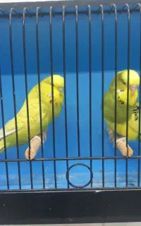 مرغ عشق انگلیسی و پروانه ای