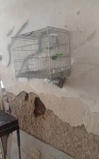 دو عدد قفس غلامی یکی با مهر معاوضه هم دارم کفتر