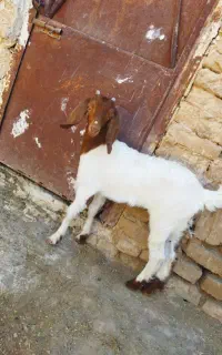 بزغاله پاکستانی