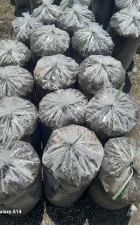 خاک گلخانه