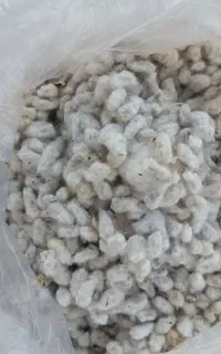 پنبه دانه ، تخم پنبه