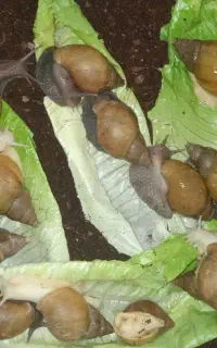 حلزون (۸۵ عدد)