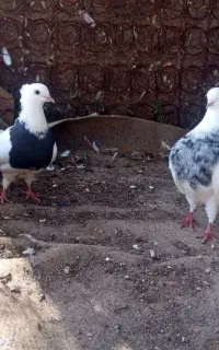 کبوتر طوقی