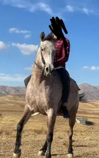مادیان عرب کرد فروشی
