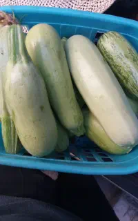 کدوی ارگانیک‌