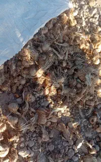 پیاز زعفران