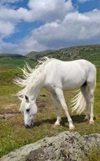 اسب