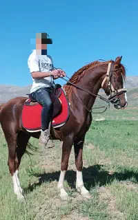 خرید و فروش انواع نژاد اسب به بالا ترین قیمت