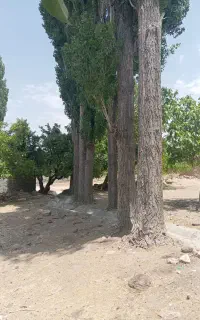 خرید انواع چوب باغی