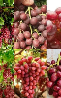 موندراب.ماکادمیا.پسته پیوندی و