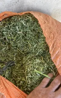 یونجه