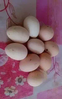 تخم مرغ لاری