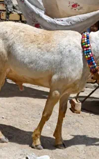 کاور .بره قوچی چینی .قندوزی اصیل