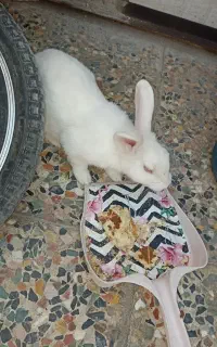 خرگوش ماده اهلی خیلی ناز