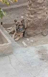 سگ ژرمن نگهبان.