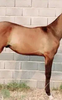 حراجی از ۴۰ تومن تا۸۰ تومن اسب