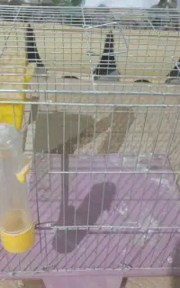 قفس پرنده