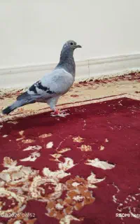 کبوتر گرفتنی