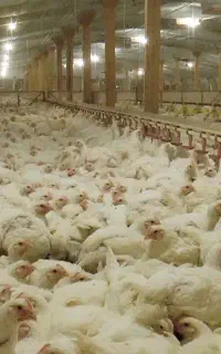 استخدام کارگر مرغداری گوشتی با خانواده در سقز