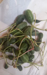 هندوانه کوهی