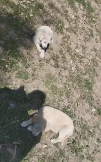 توله لاودور روتریور