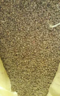 فروش عدس امسال ۲۵۰