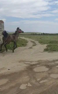 اسب