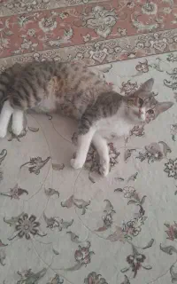 واگذاری گربه