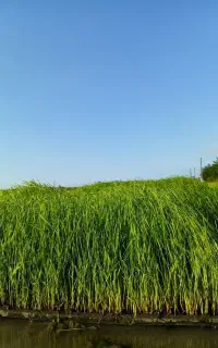 نشا هاشمی(توم)