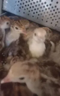جوجه بوقلمون انگلیسی