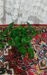 چهار عددگل