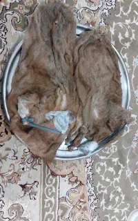 هیزه