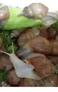 حلزون آلبینو