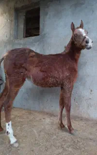 کره مادیان 6ماه عرب دوسر