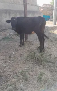 گوساله ماده