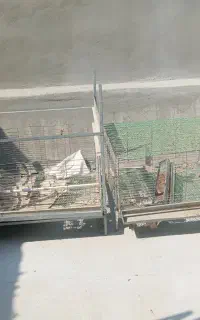 فروش قفس مخصوص جوجه،بلدرچین،کبک و کبوتر