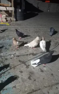 کبوتر رنگی