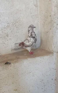 کفتر توضیحات هم بخوان بعد پیام بده
