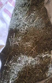 فروش یونجه آسیاب شده درجه یک