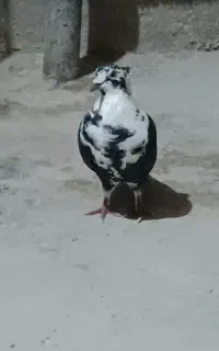 کبوتر
